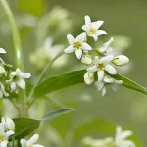 Vincetoxicum hirundinaria – Schwalbenwurz