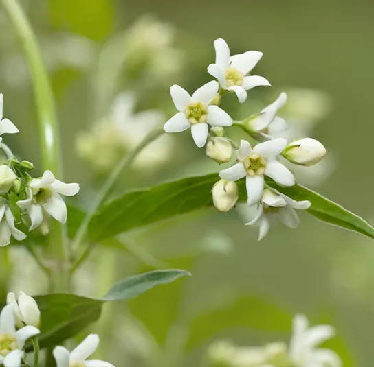 Vincetoxicum hirundinaria – Schwalbenwurz