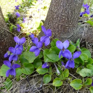 Viola odorata ´Königin Charlotte` – Duft-Veilchen