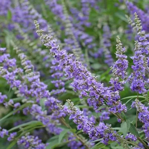 Vitex agnus-castus – Mönchspfeffer – Wildform