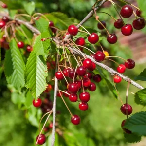 Prunus avium – Vogelkirsche