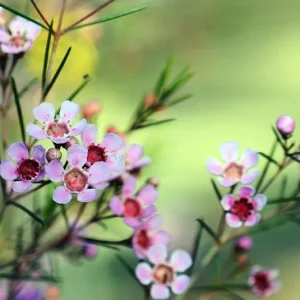 Bund Wachsblume hellrosa