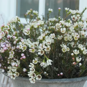 Bund Wachsblume weiß