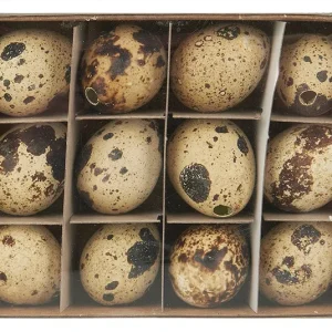 Wachteleier natur 12 Stk Box