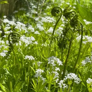 Galium odoratum – Waldmeister