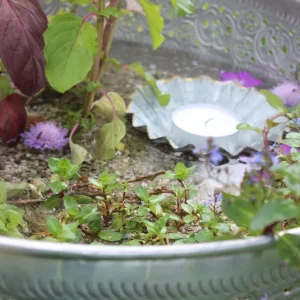 (Kräuter) Wassergarten, Wasserschale Pflanzenkombi – 3 Pflanzen