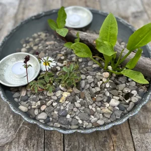 Wasserschale klein inkl. Pflanzen