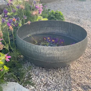 Wasserschale Lythrum