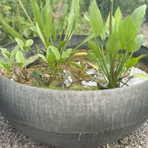 Wasserschale Lythrum groß