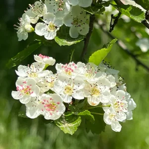 Crataegus monogyna – Weißdorn