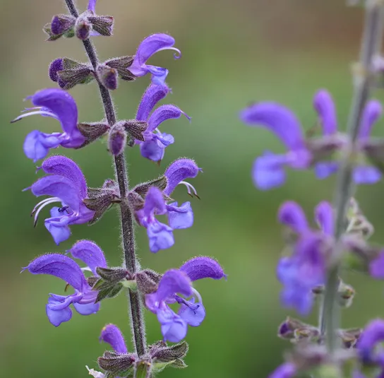 Hummel Kombi Nr. II – sonnig – 7 Top Futterpflanzen – Ersparnis 3,40 – Bild 9