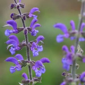 Salvia pratensis – Wiesensalbei