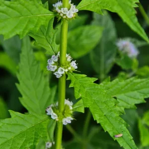 Lycopus europaeus – Gemeiner Wolfstrapp