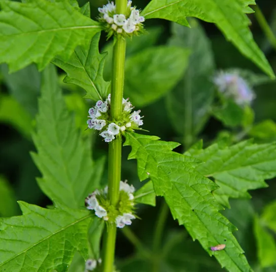 Lycopus europaeus – Gemeiner Wolfstrapp