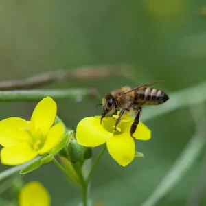 Diplotaxis tenuifolia – Wilde Rauke, Staudenrukola