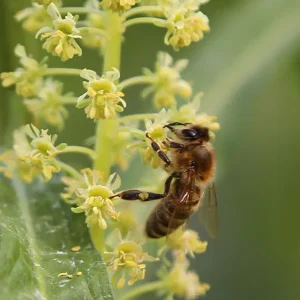 Reseda lutea – Gelber Wau