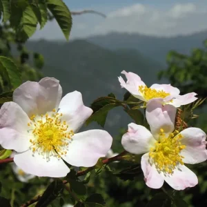 Rosa corymbifera – Gebüsch-Rose, Wild-Rose, Hecken-Rose