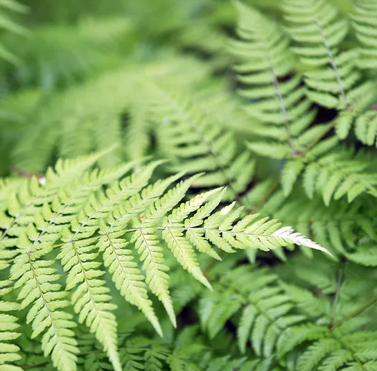 Dryopteris filix-mas – Wurmfarn – Bild 4