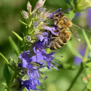 Hyssopus officinalis – Echter Ysop, Bienenkraut