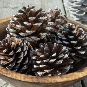 Kieferzapfen – 5 Stk.