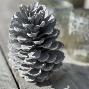 Zapfen Maritima Kiefer  white washed