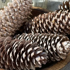 Fichtenzapfen white washed 30 Stk