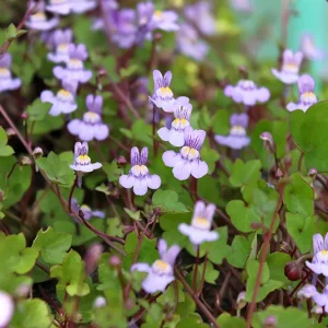 Cymbalaria muralis – Zimbelkraut