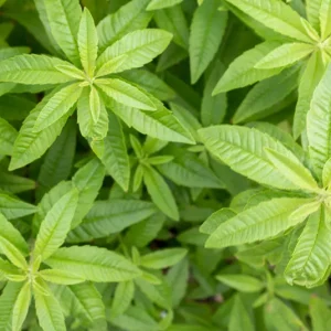 Aloysia triphylla – Zitronenverbene