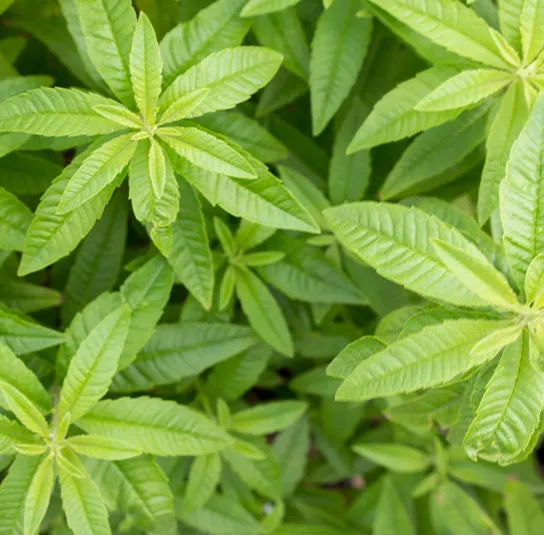 Aloysia triphylla – Zitronenverbene